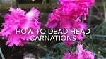 Should Carnations Be Cut Back?