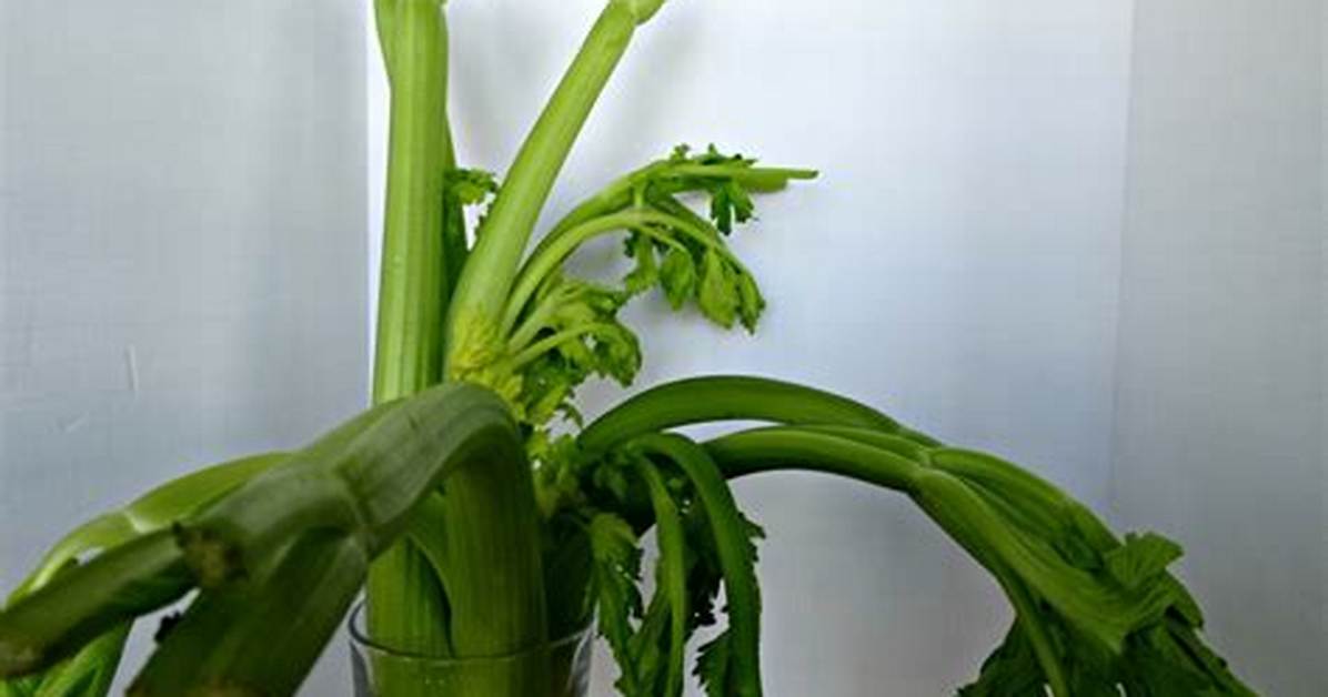 Should Celery Be Limp?