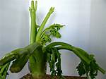 Should Celery Be Limp?