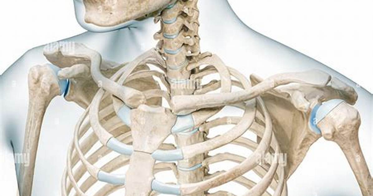 Should Collarbones Be Horizontal?