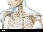 Should Collarbones Be Horizontal?