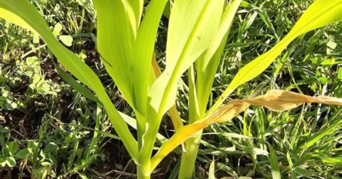 Should Corn Be Thinned?