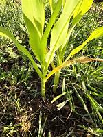Should Corn Be Thinned?
