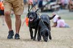 Should Dogs Be Leashed?