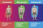 Should Ectomorphs Workout Everyday?