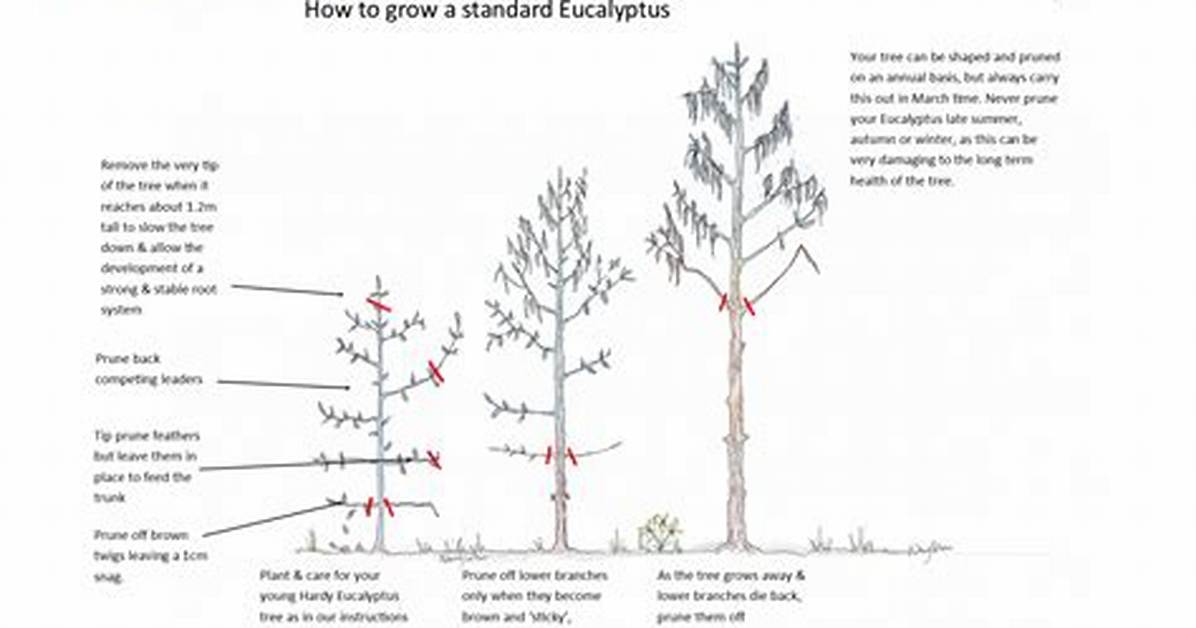 Should Eucalyptus Be Pruned?