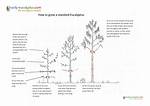 Should Eucalyptus Be Pruned?