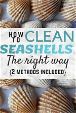 Should I Bleach Seashells?