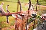 Should I Feed Deer