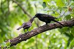 Should I Feed Grackles?