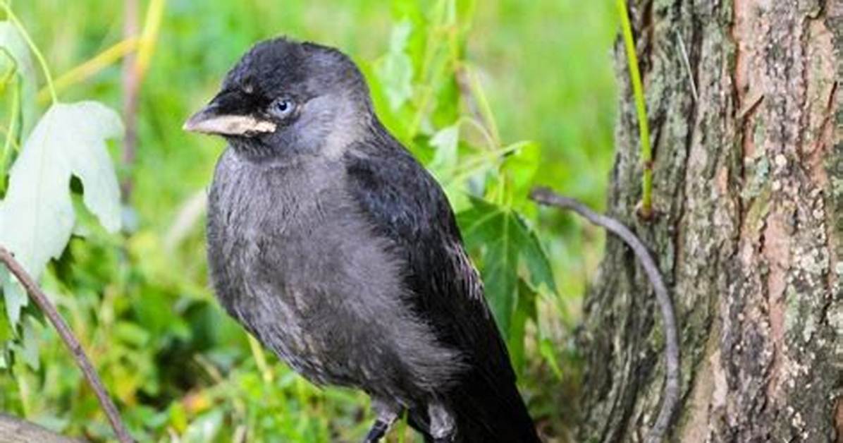 Should I Feed Jackdaws?