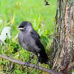 Should I Feed Jackdaws?