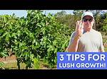 Should I Feed My Fig Tree?