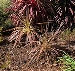 Should I Feed Phormium?