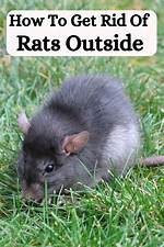 Should I Get Rats?