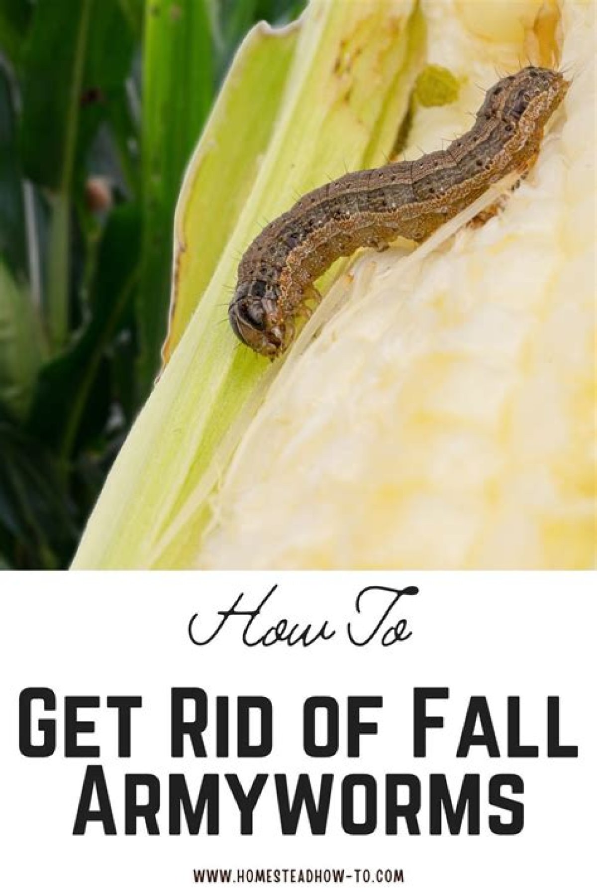 Should I Kill Armyworms?