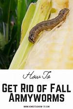 Should I Kill Armyworms?