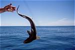 Should I Kill Dogfish?