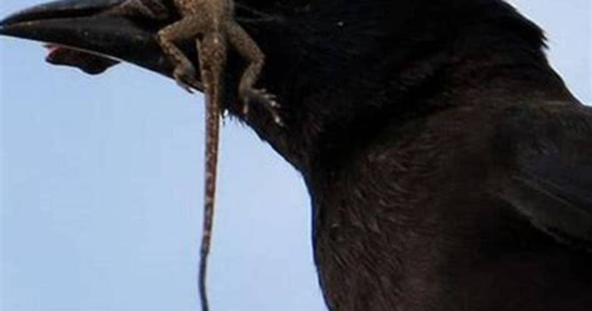 Should I Kill Grackles?