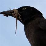 Should I Kill Grackles?