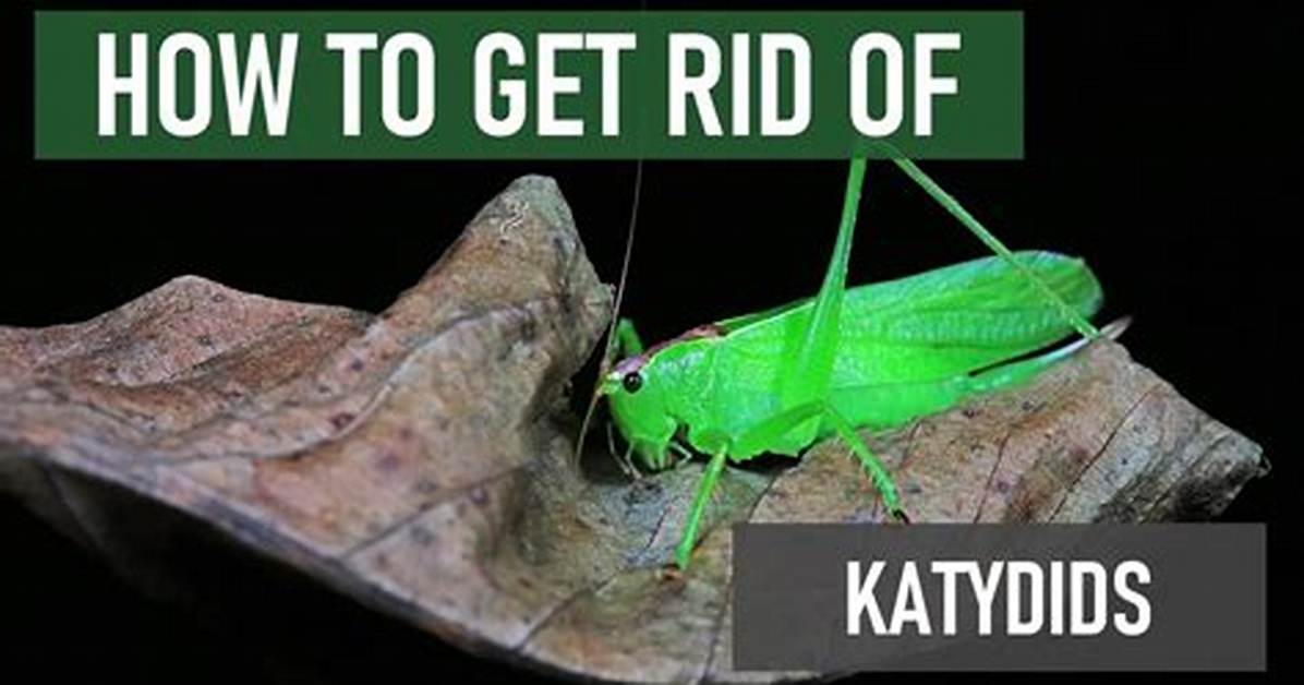 Should I Kill Katydids?