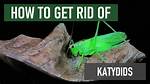 Should I Kill Katydids?