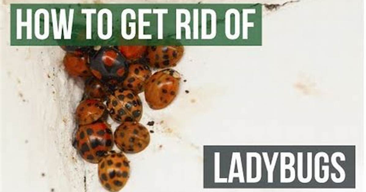 Should I Kill Ladybugs?