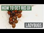 Should I Kill Ladybugs?