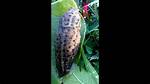 Should I Kill Leopard Slugs?