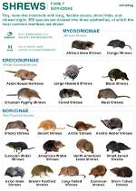 Should I Kill Shrews?