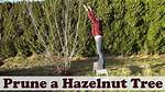 Should I Prune Hazelnut?
