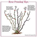 Should I Prune Malva