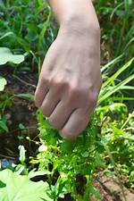 Should I Pull Chickweed?