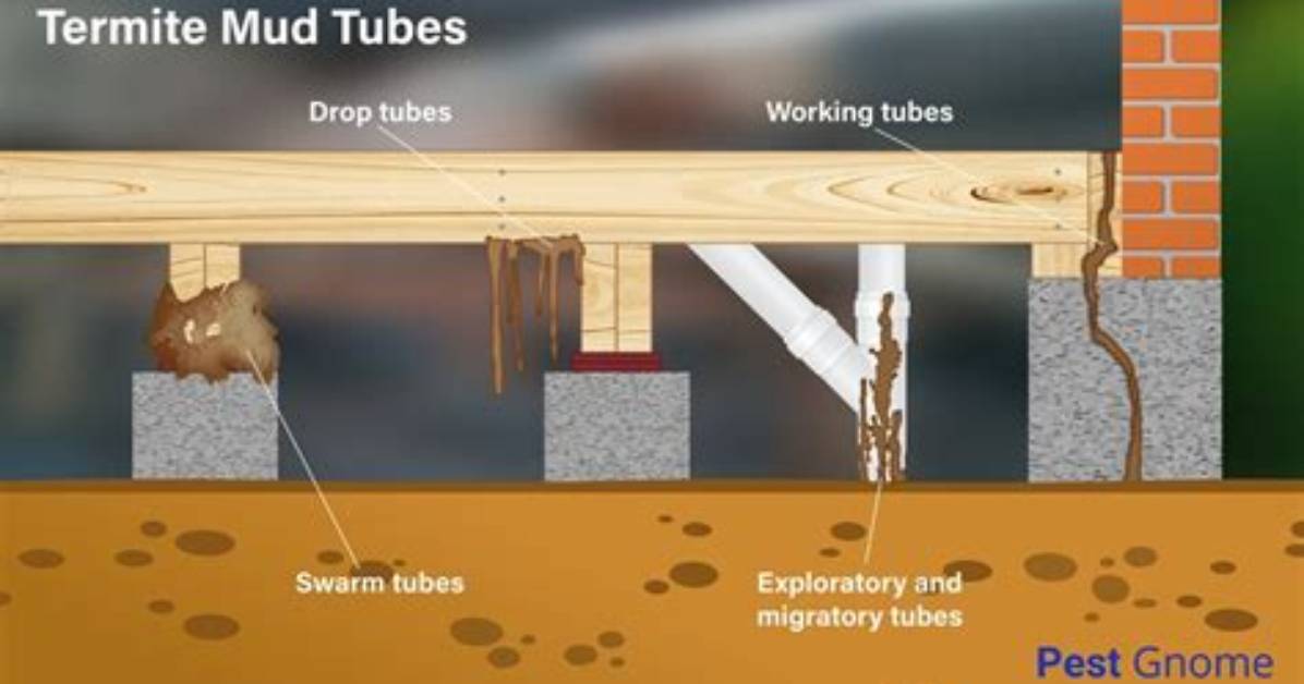 Should I Remove Termite Tubes?