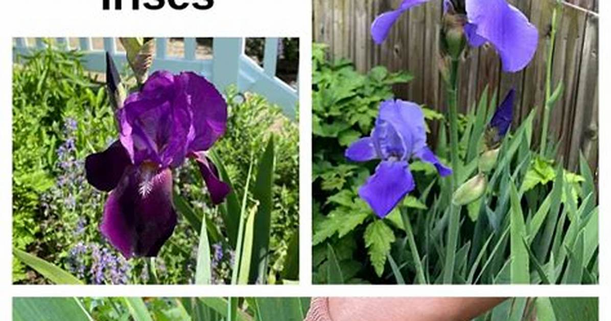 Should Iris Be Cut Back?