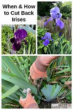 Should Iris Be Cut Back?