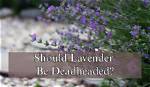 Should Lavender Be Deadheaded?