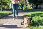 Should Paralyzed Dog Euthanized?