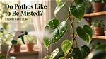 Should Pothos Be Misted?