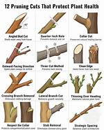 Should Pruning Cuts Be Sealed?