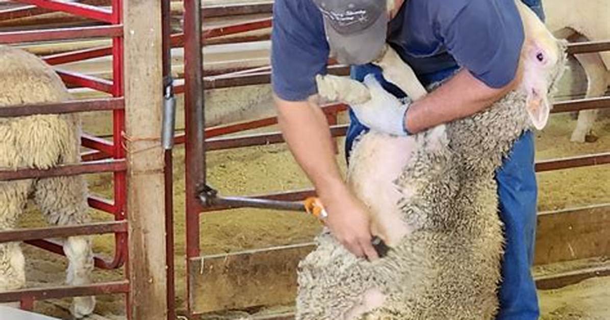 Should Sheep Be Sheared?
