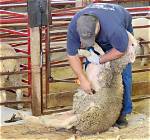 Should Sheep Be Sheared?