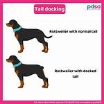 Should Tail Be Docked?