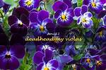 Should Violas Be Deadheaded?