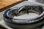 Should We Eat Eel?