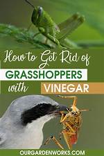 Should We Kill Grasshoppers?
