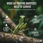 Should We Kill Praying Mantis?