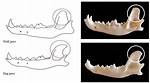 Should Wolf Teeth Be Removed?