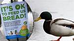 Should You Feed Ducks Bread
