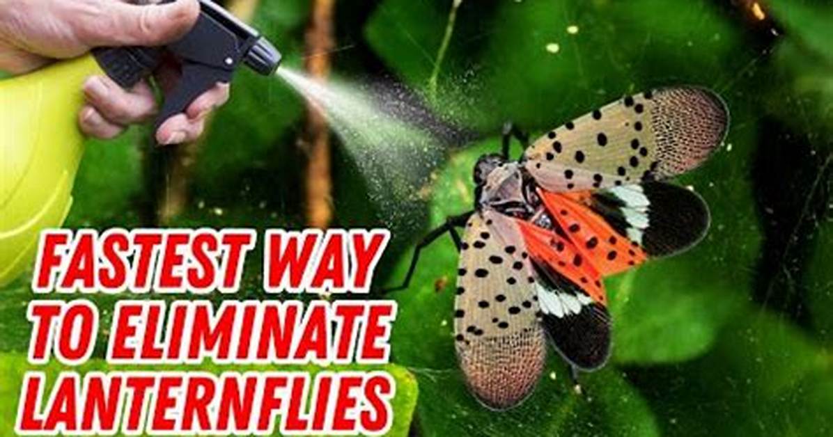 Should You Kill Lantern Bugs?